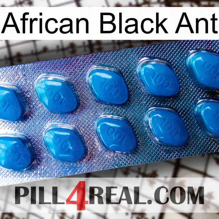 African Black Ant viagra1